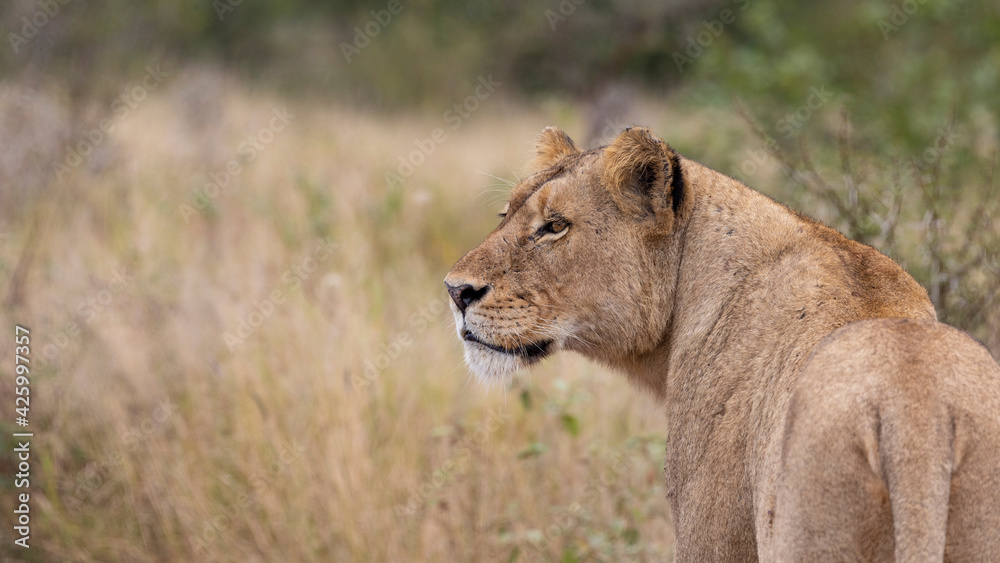 A lioness watching her surroundings A lioness watching her surroundings