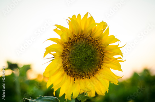 Large sunflower in a sunflower field before a beautiful sunset