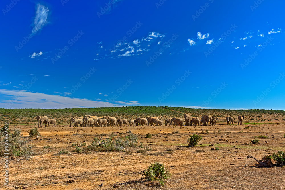 Naklejka premium Landscape of large herd of elephants and blue sky