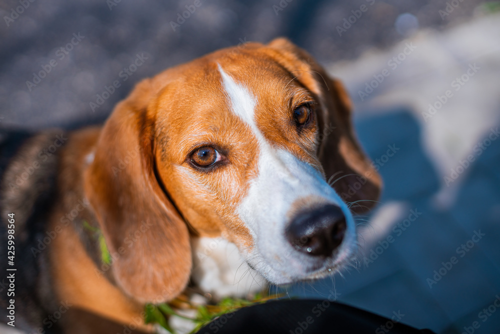 On a sunny spring day in Beijing, a little Beagle is playing outdoors.