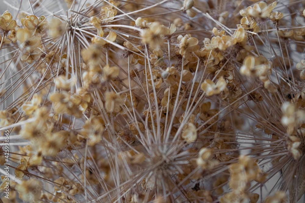 dry flowers dry flowers