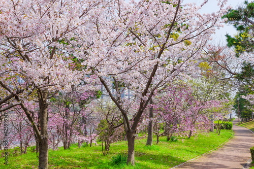 南芦屋浜ウォーターパークの桜風景 兵庫県芦屋市陽光町にて