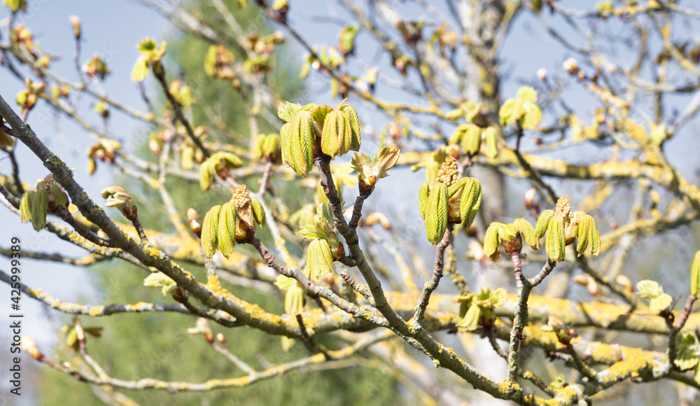 Bourgeons