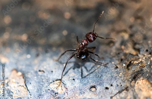 Ant on a floor
