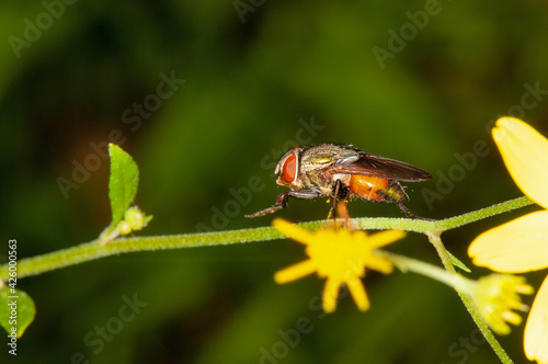 Flower flies , Stomorhina lunata, Satara, Maharashtra, India