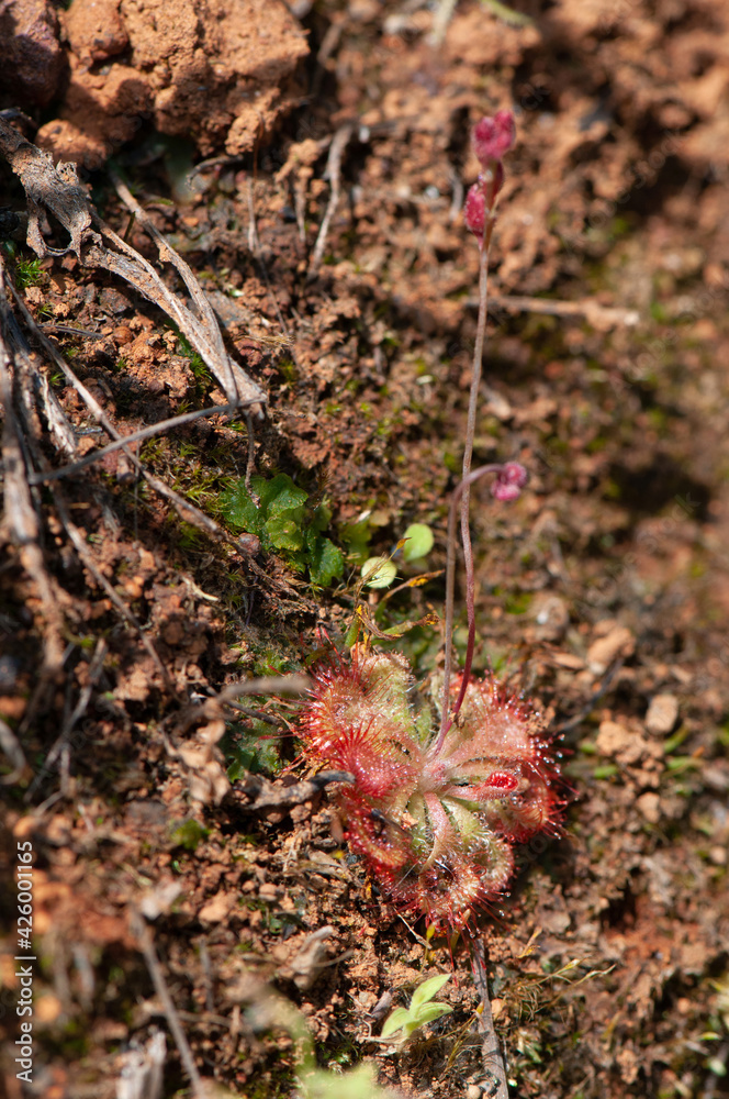 Carnivore plant, Drosera burmannii, Satara, Maharashtra, India Carnivore plant, Drosera burmannii, Satara, Maharashtra, India