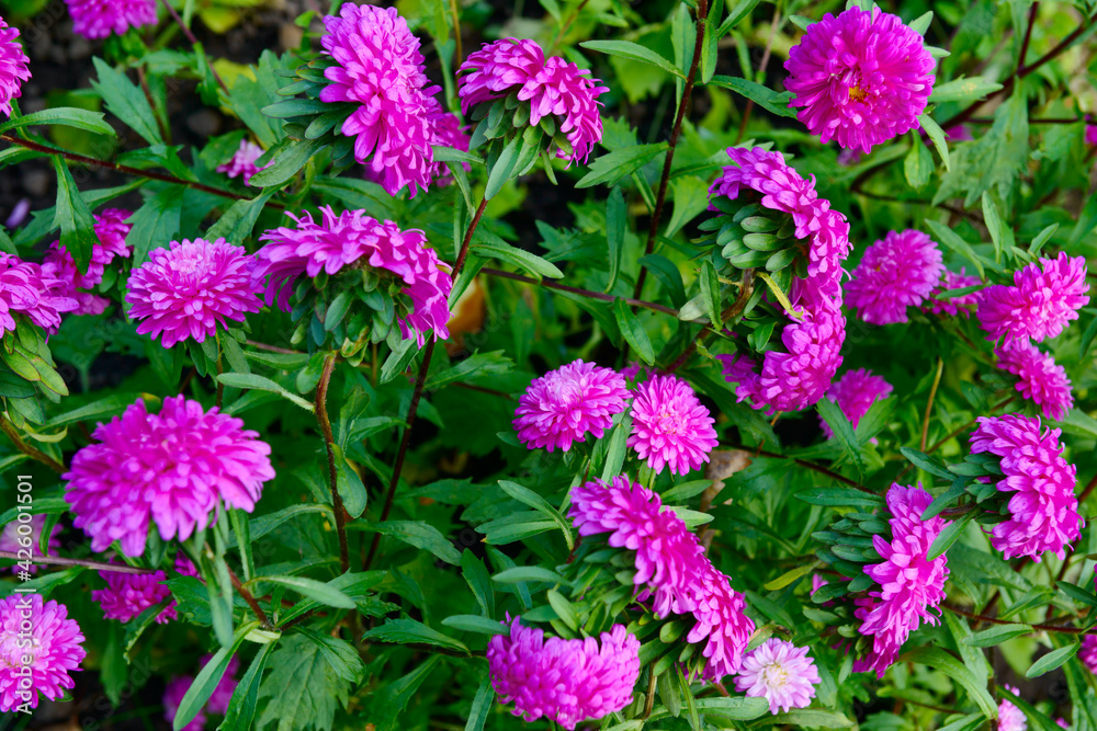Bright pink aster flowers on a background of green leaves