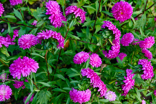 Bright pink aster flowers on a background of green leaves © alexnikit