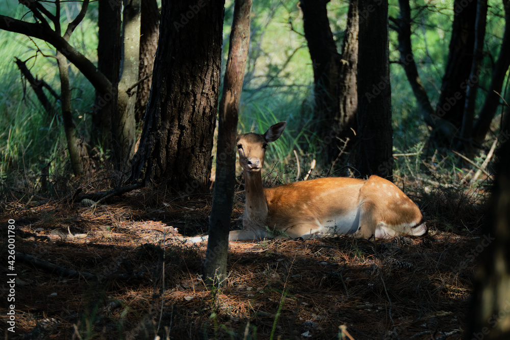 Portrait of a deer resting into the woods Portrait of a deer resting into the woods