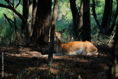 Portrait of a deer resting into the woods