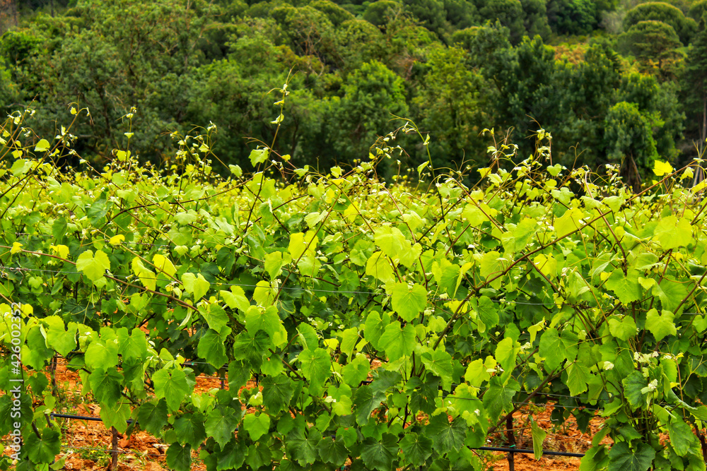 Vineyards between Arrabida mountains