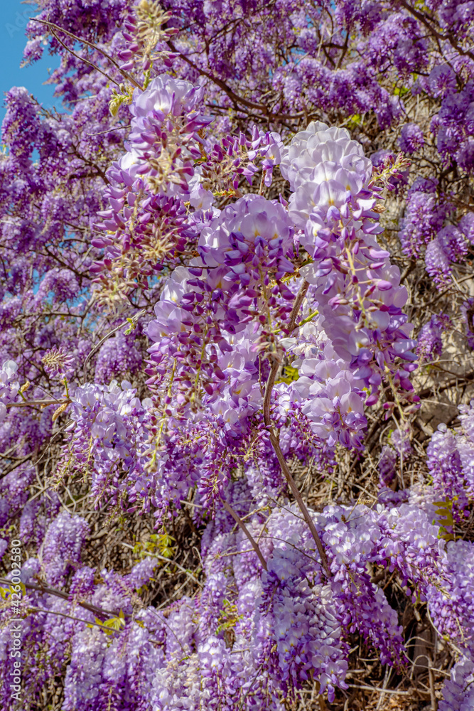 Wall of purple glycine covering cliff during springtime in southern Europe Wall of purple glycine covering cliff during springtime in southern Europe