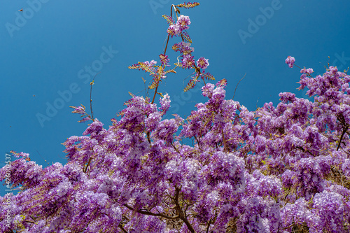 Wall of purple glycine covering cliff during springtime in southern Europe photo