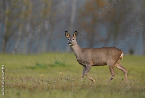 roe deer grazing on the meadow. Roe deer in the spring landscape. Capreolus capreolus,