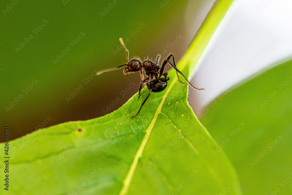 ant on leaf ant on leaf