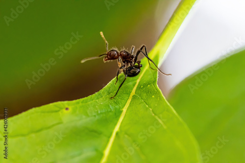 ant on leaf © Syed