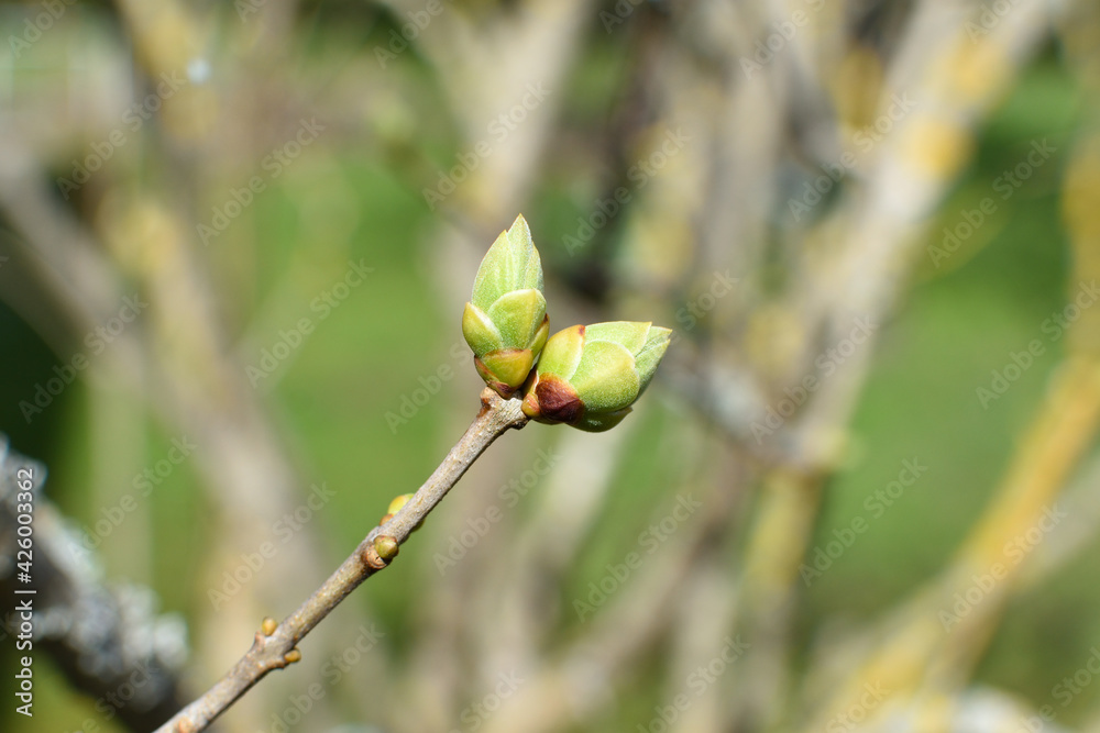 bud on twig in spring with green background bud on twig in spring with green background