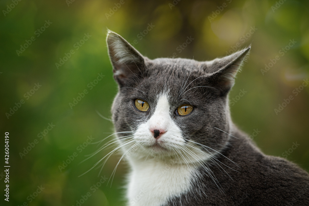 Domestic cat in nature background