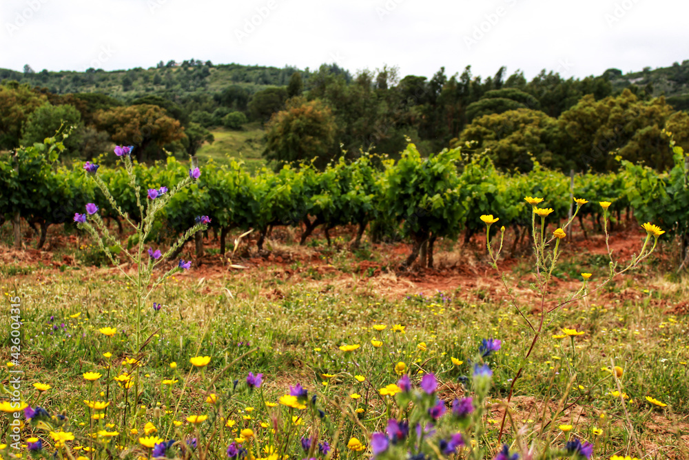 Vineyards between Arrabida mountains
