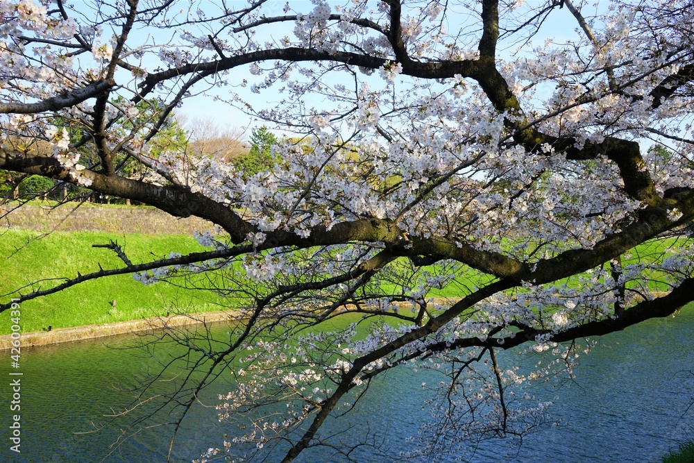 Tokyo, Japan - March 2021: Beautiful cherry blossom, sakura, on blur background at Chidori-ga-fuchi park during spring, closeup - 桜 千鳥ヶ淵 緑道の桜 東京 日本