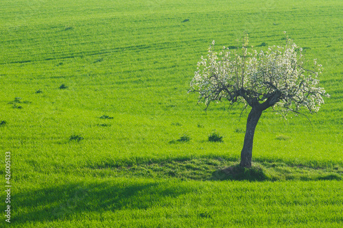Lonely tree with spring bloom  Molise  Italy