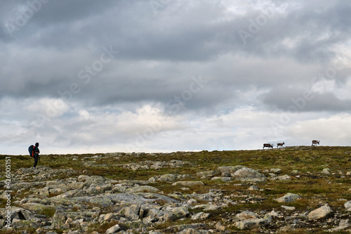 A young girl is watching some reindeer on a hill
