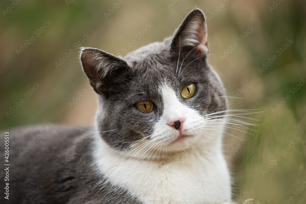Domestic cat in nature background