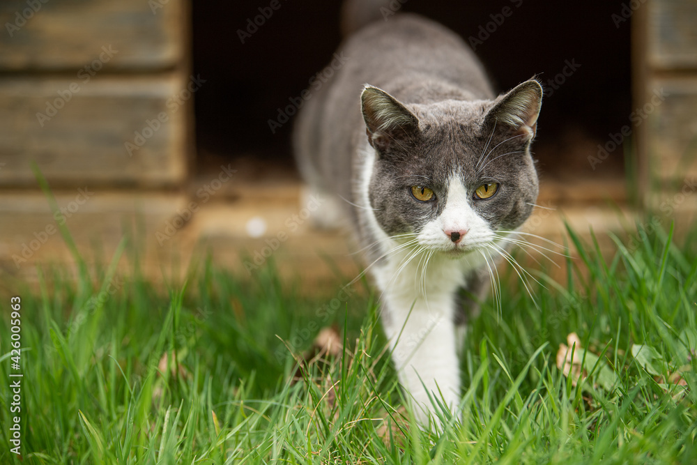Domestic cat in nature background Domestic cat in nature background