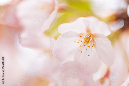 淡い光が花弁を透過する桜の花のクローズアップ