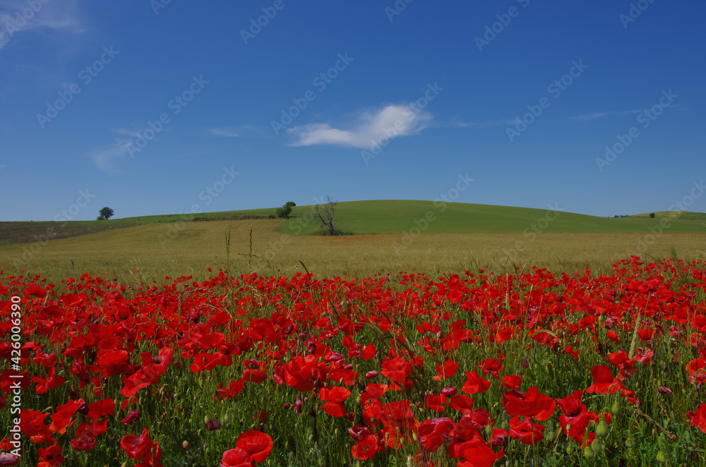 Red poppies and blue sky with clouds