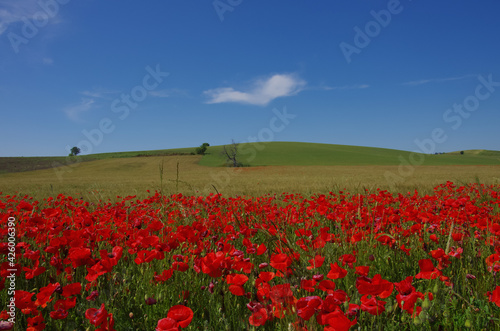 Red poppies and blue sky with clouds