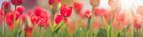 Tulips in flower beds in the garden in spring