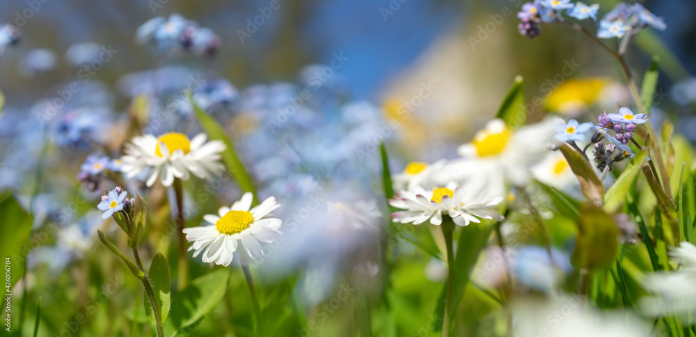 Meadow with lots of colorful spring flowers