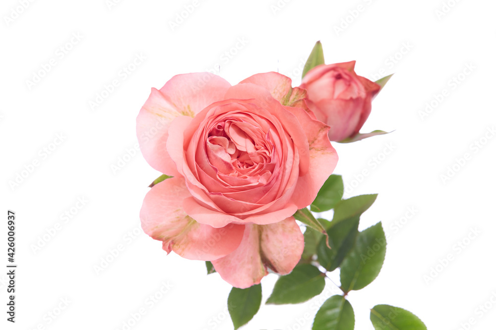 薔薇 薔薇