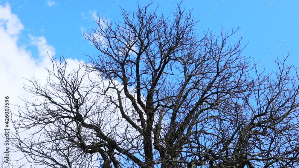 silhouette of bare tree on the blue cloudy sky background silhouette of bare tree on the blue cloudy sky background