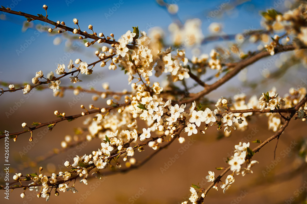 Spring flowering. Beautiful flowering trees. Sunny. blue sky, tree branch with flowers Spring flowering. Beautiful flowering trees. Sunny. blue sky, tree branch with flowers
