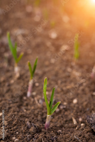 Close-up of growing green onions in a vegetable garden. Green onion leaves. Agriculture. 