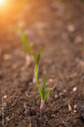 Close-up of growing green onions in a vegetable garden. Green onion leaves. 