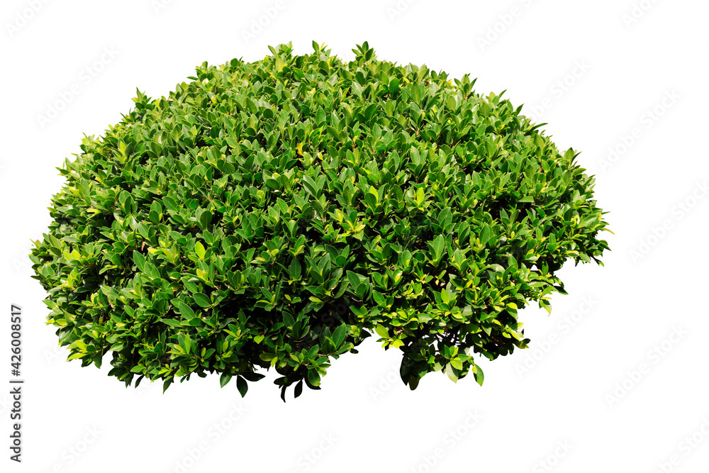 Obraz premium Bush isolated on white background