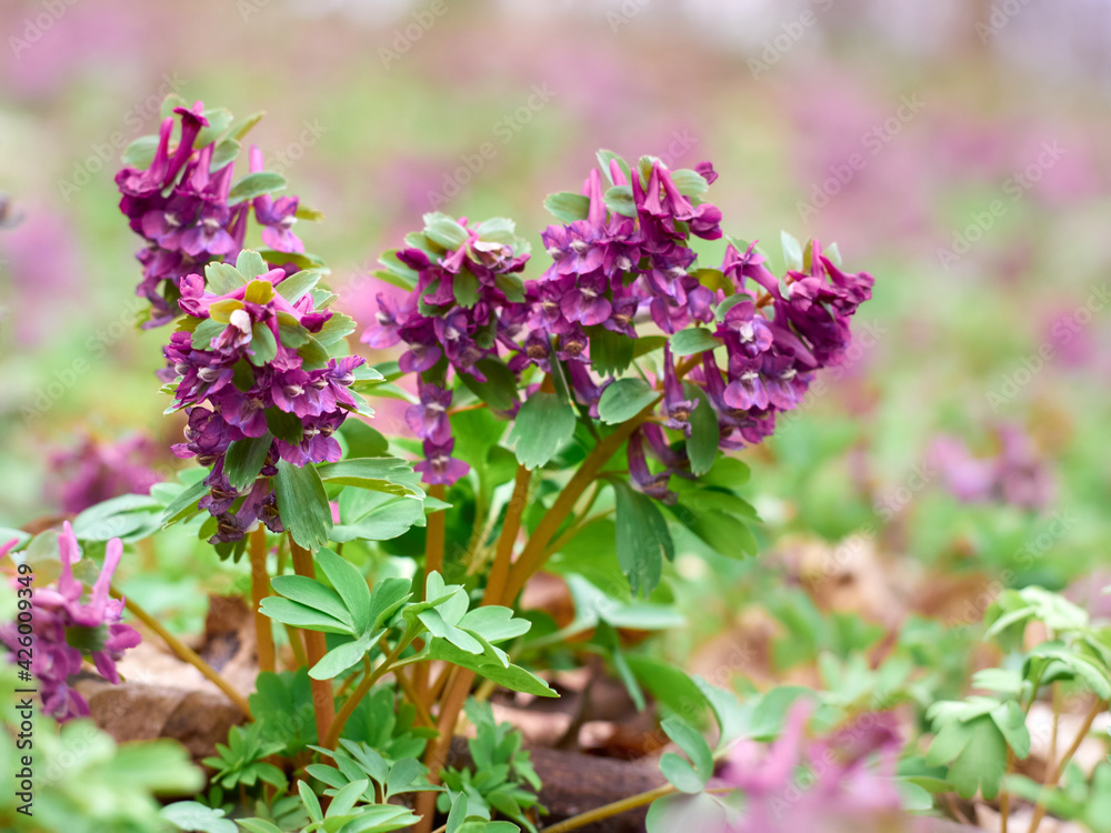 Purple corydalis flowers in forest on early spring Purple corydalis flowers in forest on early spring
