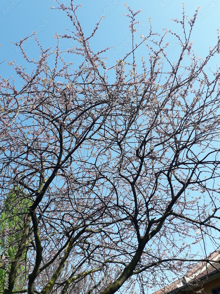 tree branches against blue sky tree branches against blue sky