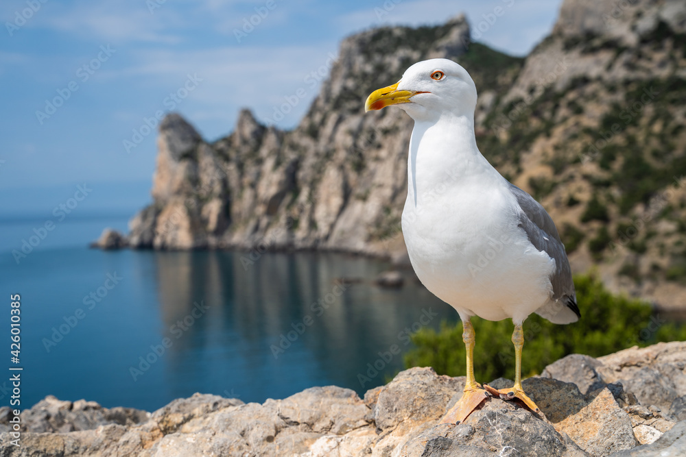 Seagull portrait against sea shore. Close up view of white bird seagull sitting by the beach. Seagull portrait against sea shore. Close up view of white bird seagull sitting by the beach.
