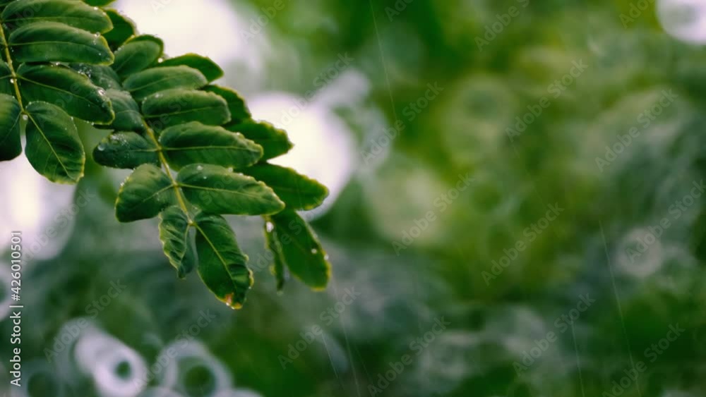 The green leaves are wet in the rain The wind stirs through gently. In the rainy season. The green leaves are wet in the rain The wind stirs through gently. In the rainy season.