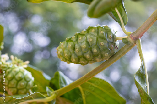 A fruit of noni, Morinda citrifolia, Indian Mulberry or cheese fruit with leaves and flowers, used as an ingredient, vegetable, beverage and traditional medicine in some areas, on its branch.