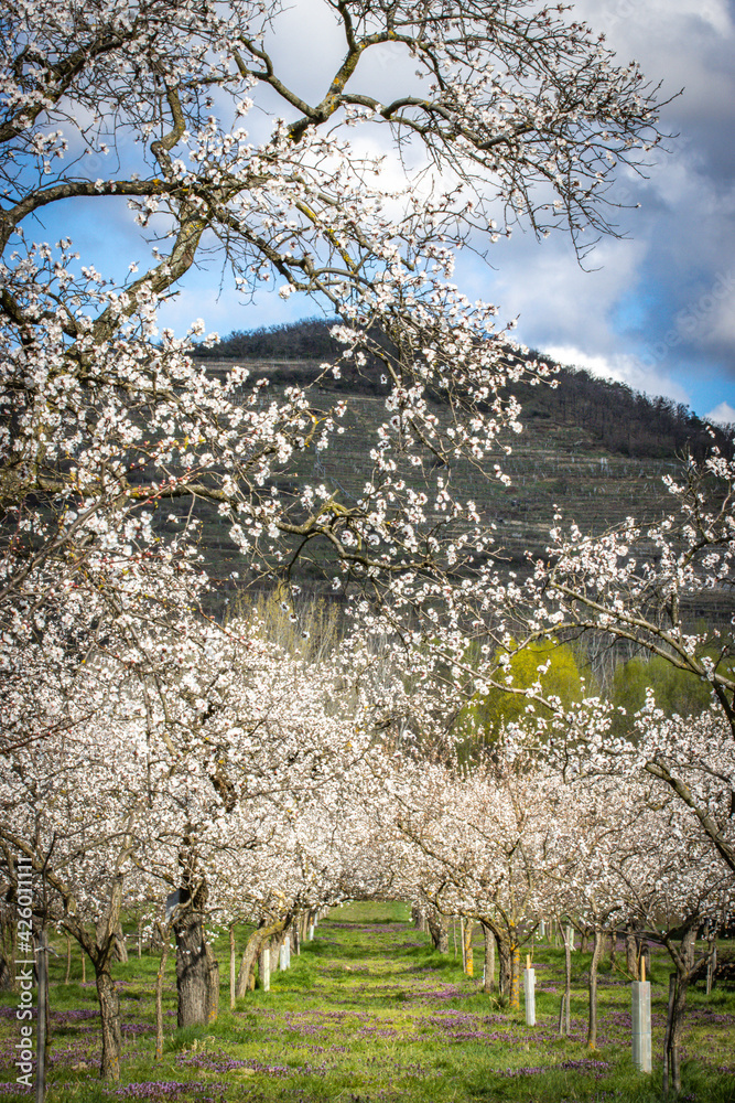 apricot blossom trees, wachau, austria, marillenblüte apricot blossom trees, wachau, austria, marillenblüte