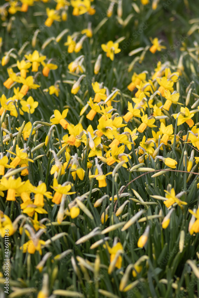 field with yellow spring narcissus flowers
