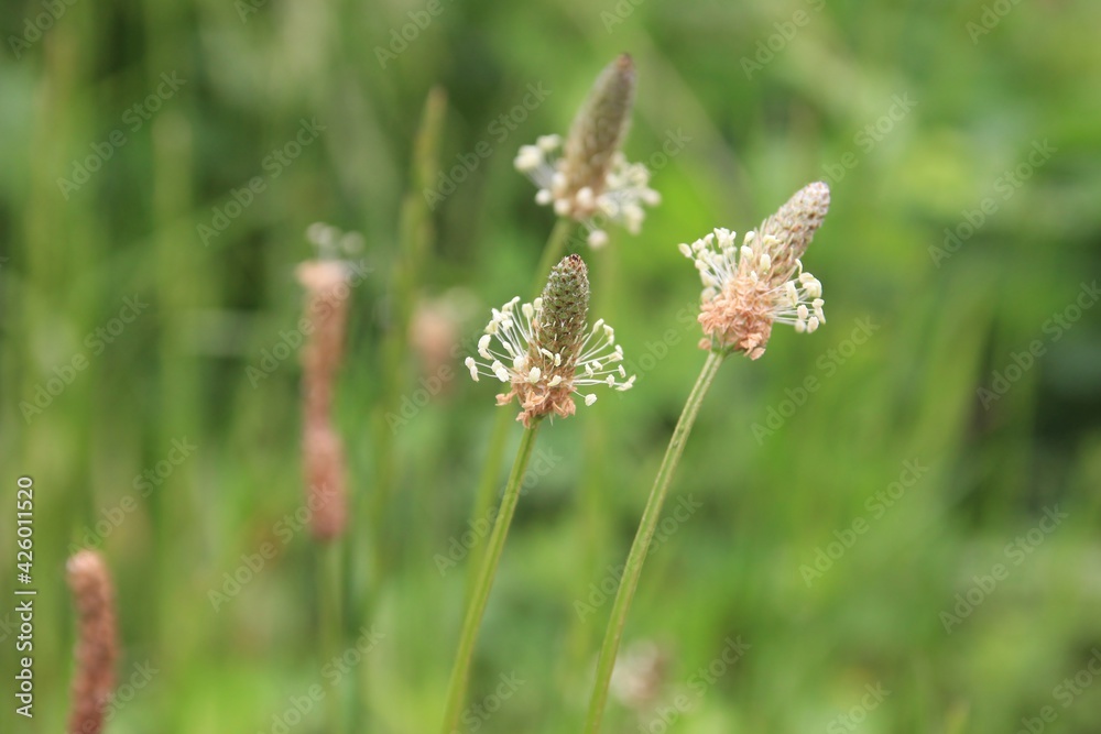 春に咲く花。東京世田谷の野草(5月)。ヘラオオバコ 春に咲く花。東京世田谷の野草(5月)。ヘラオオバコ