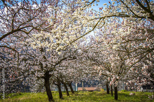 apricot blossom in spring, orchard, wachau, austria, marillenblüte