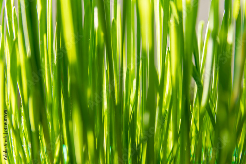 Springtime and growth concept: Close up on lush green grass, used as cat food. Easter decoration. Growth in economy. Day light. Natural background with large copy space