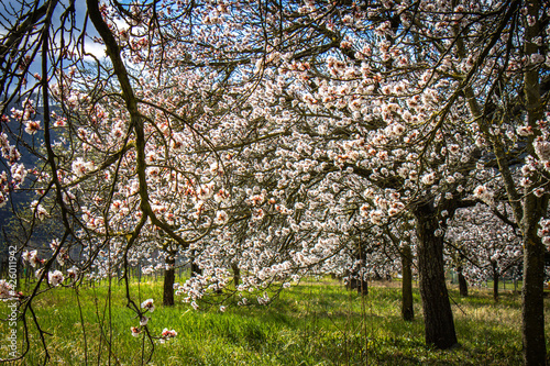 apricot blossom in spring, wachau, austria, marillenblüte